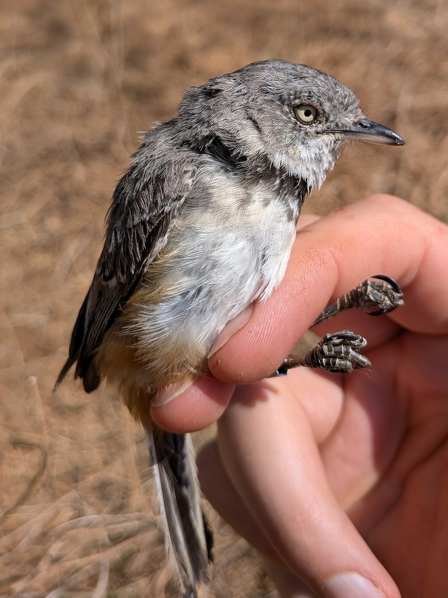 Banded Parisoma - ML643982702