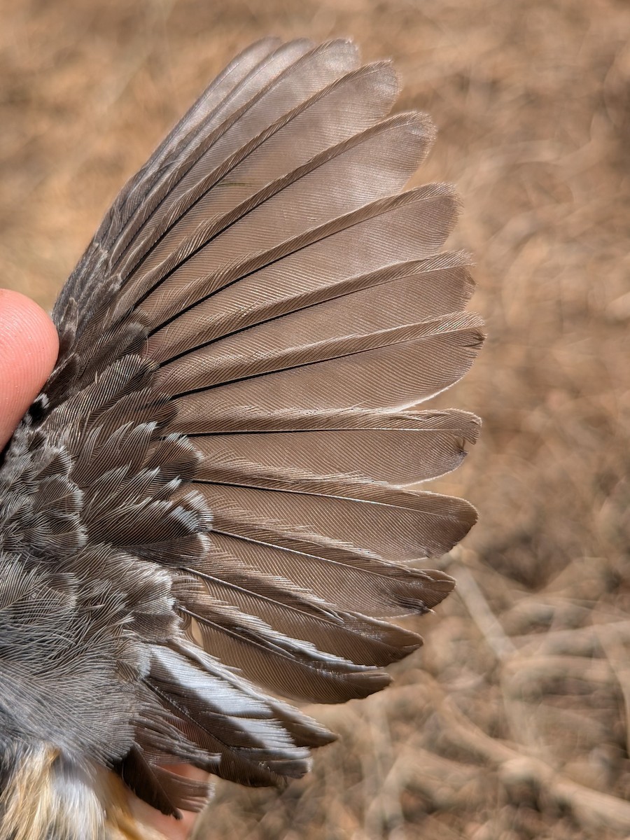 Banded Parisoma - ML643982703