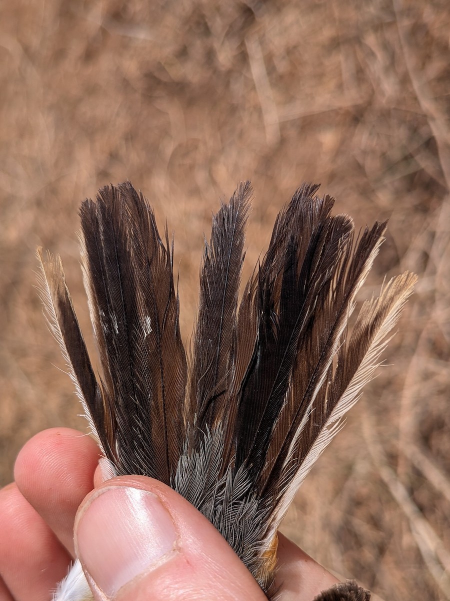 Banded Parisoma - ML643982704