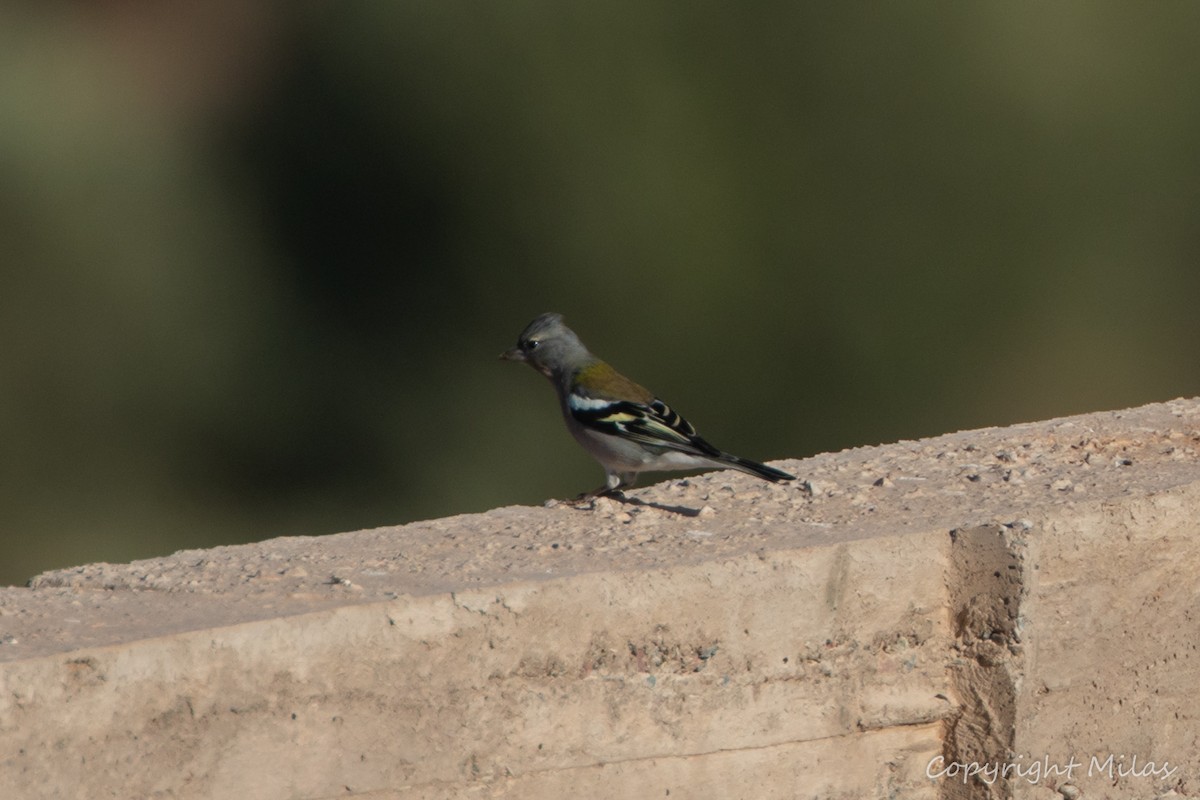 African Chaffinch - ML643982747