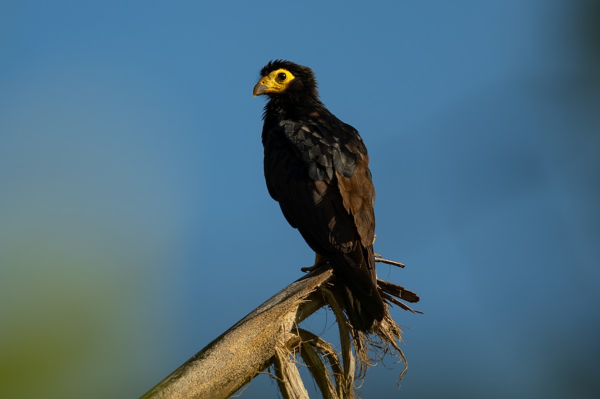 Siyah Karakara - ML643982785