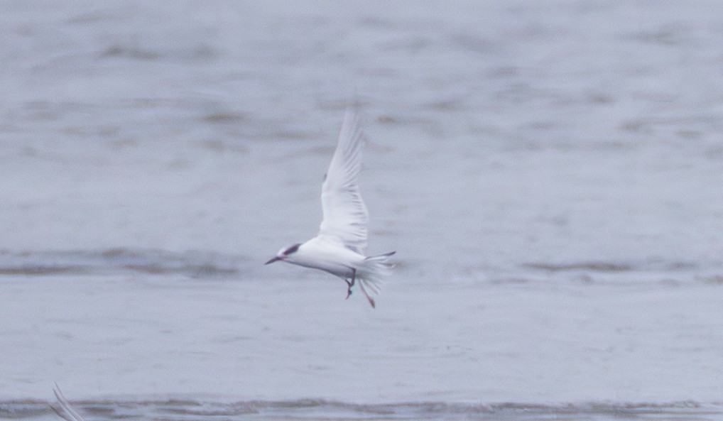 Common Tern - ML643982799