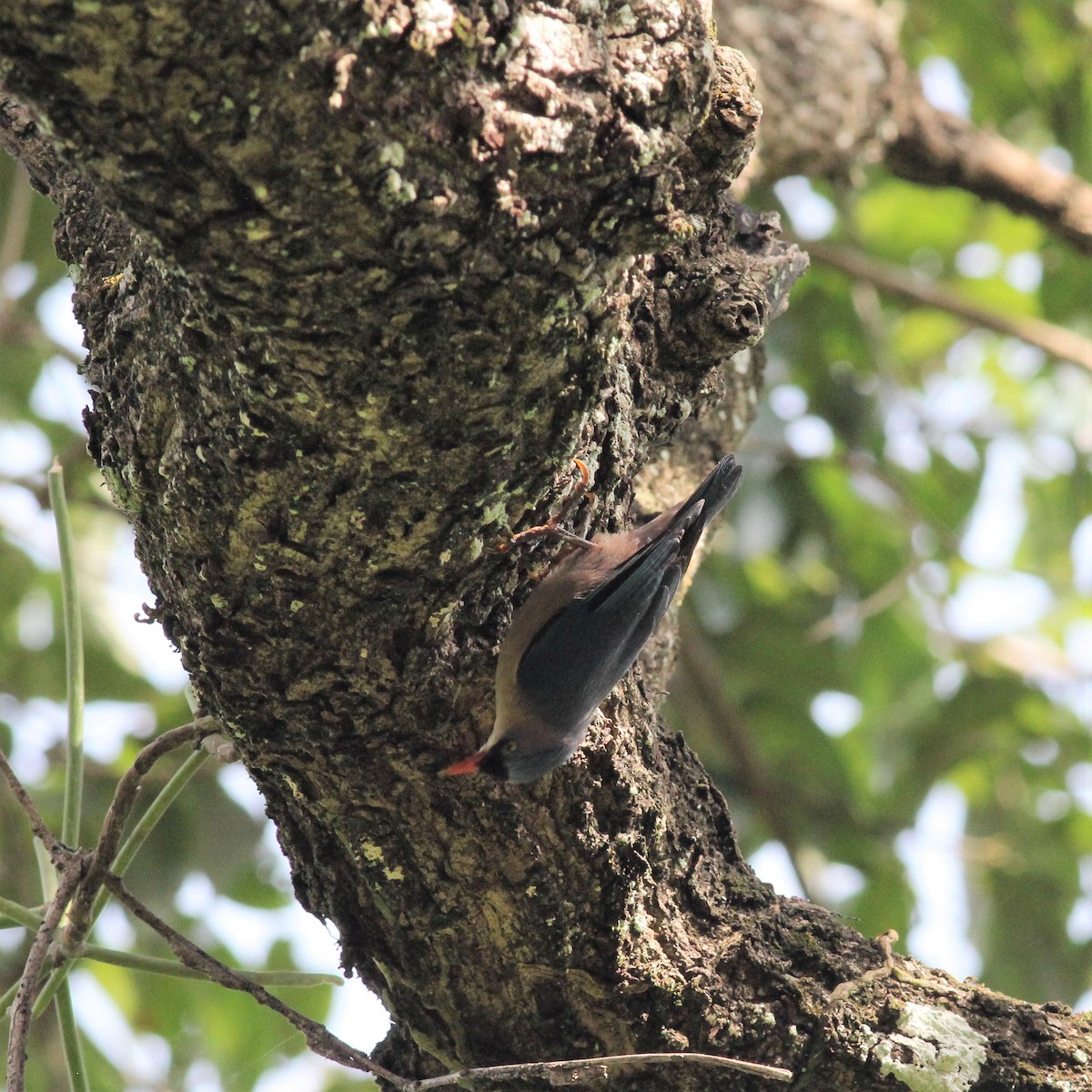 Velvet-fronted Nuthatch - ML643982851