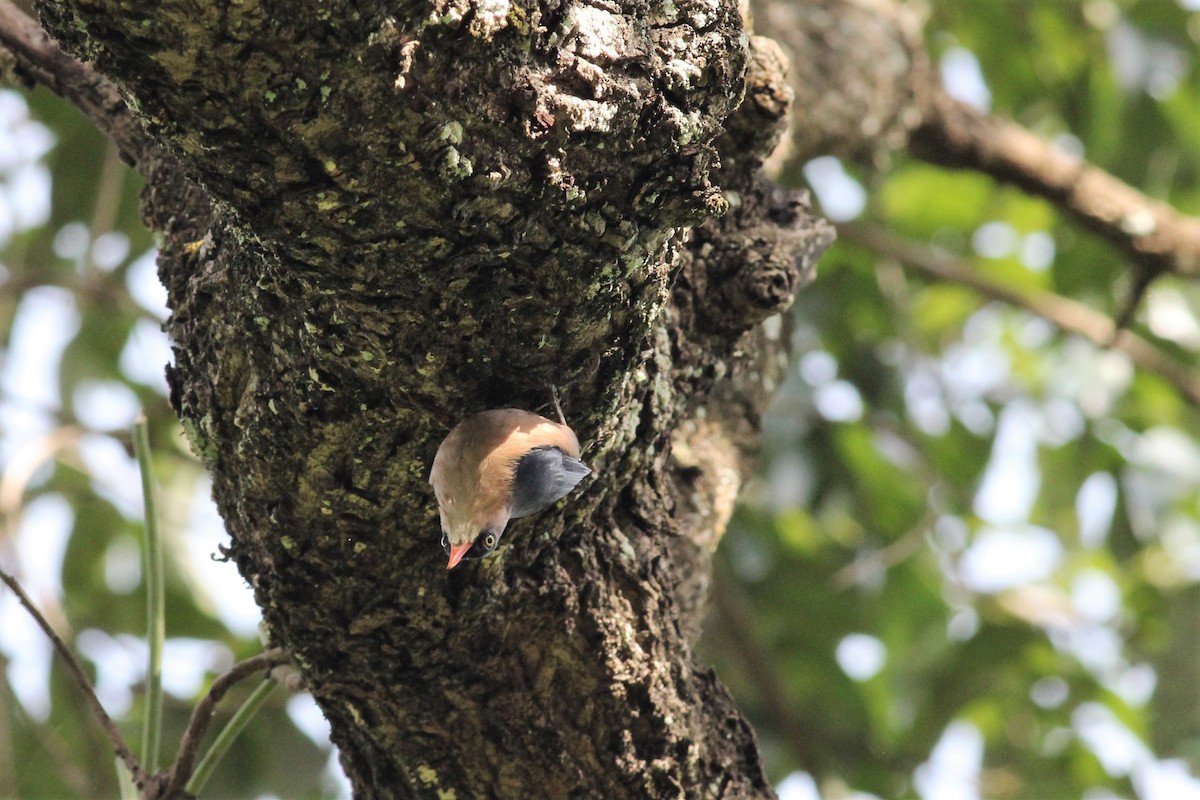 Velvet-fronted Nuthatch - ML643982852