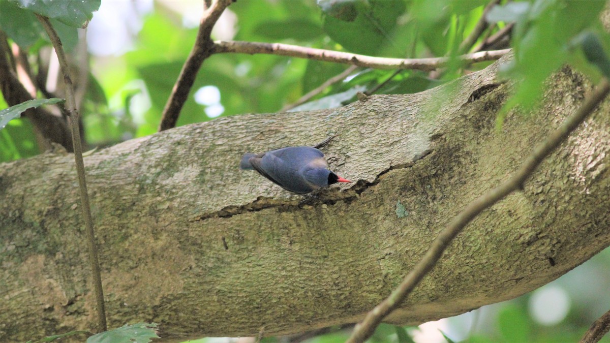 Velvet-fronted Nuthatch - ML643982853
