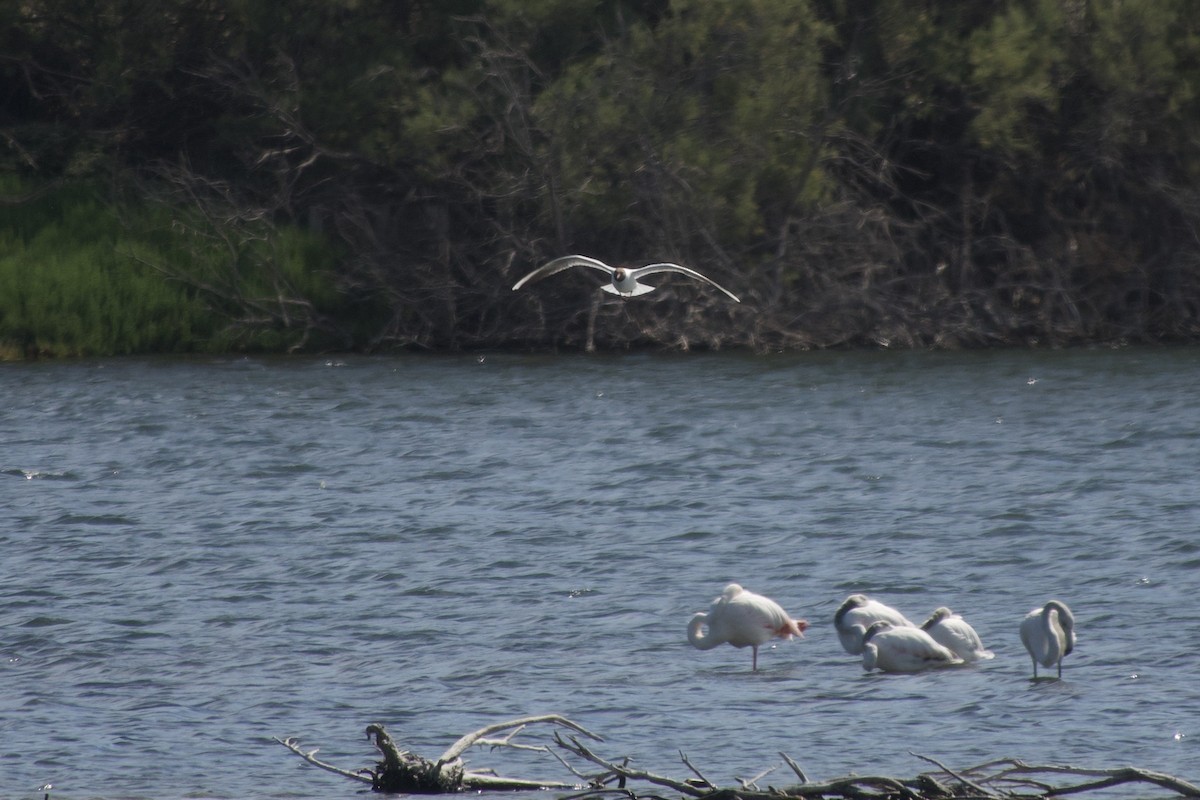 Black-headed Gull - ML643982861