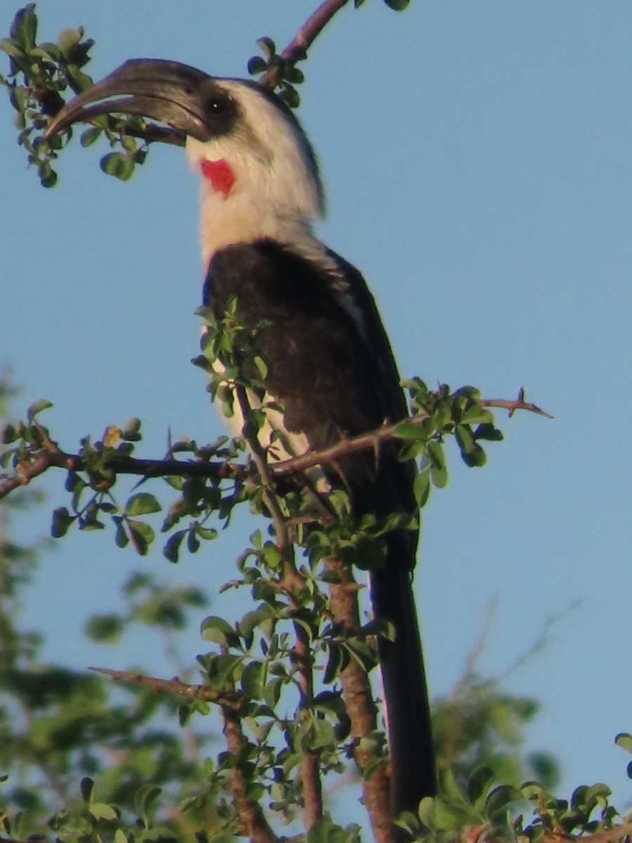 Jackson's Hornbill - ML643982864