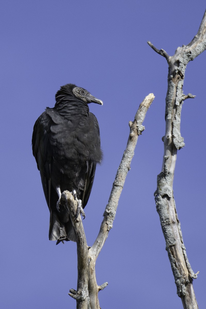 Black Vulture - ML643982865