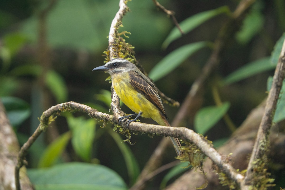 Tyran à ventre d'or - ML643982889