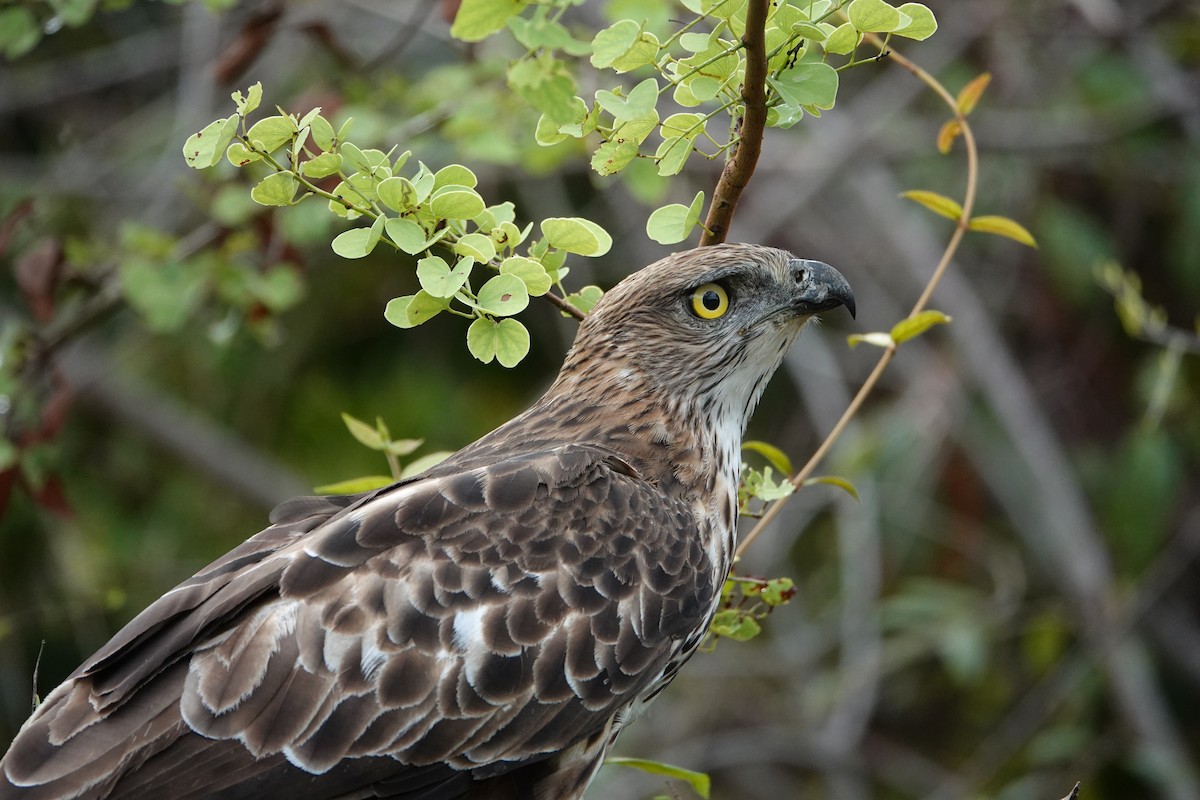 Indienhaubenadler (cirrhatus/ceylanensis) - ML643982899