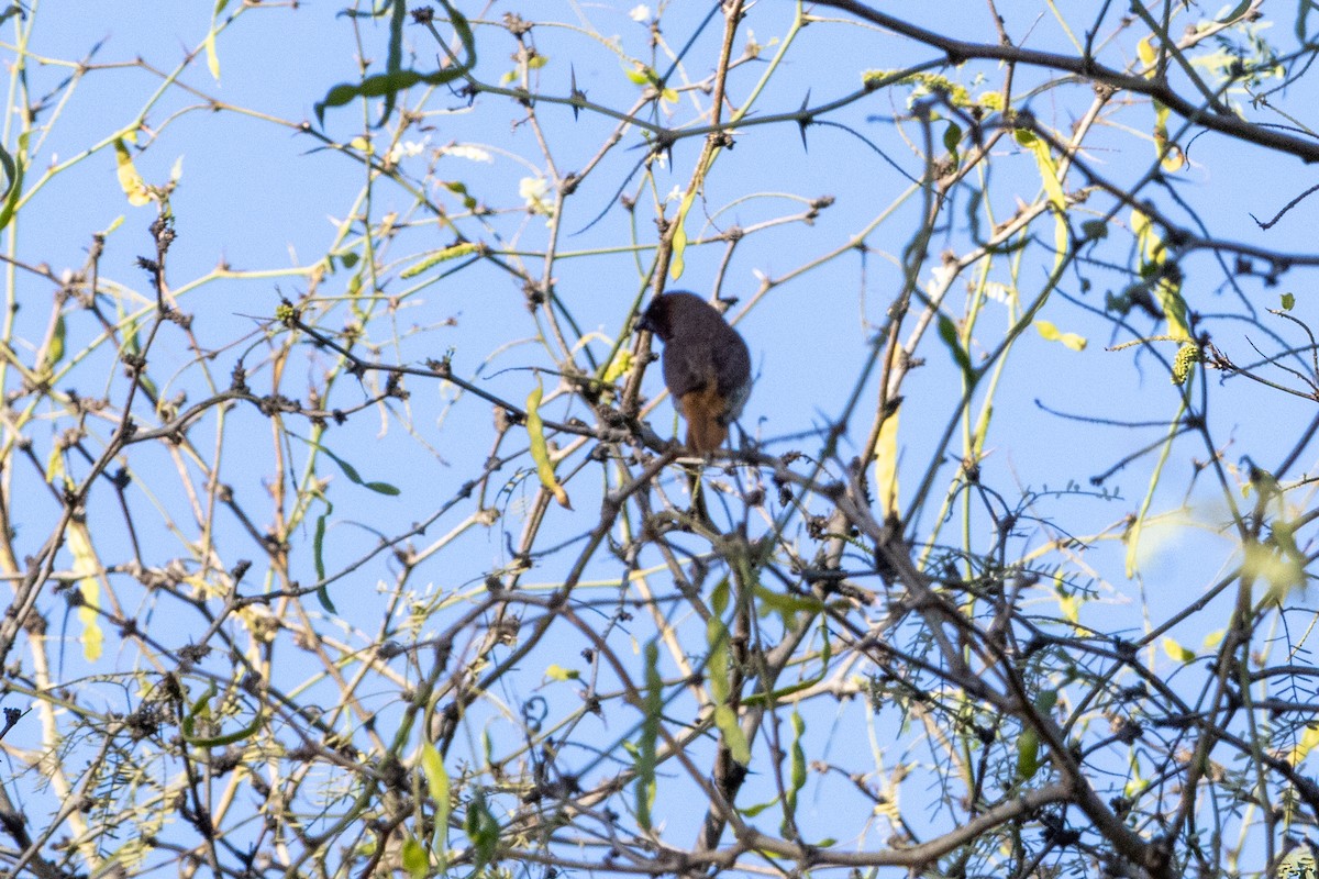Scaly-breasted Munia - ML643982909