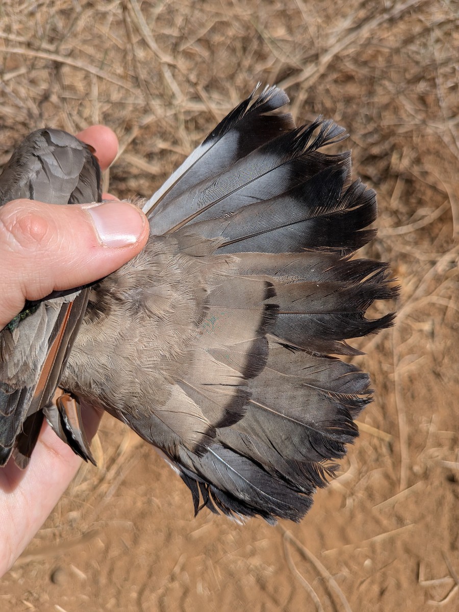 Emerald-spotted Wood-Dove - ML643982910