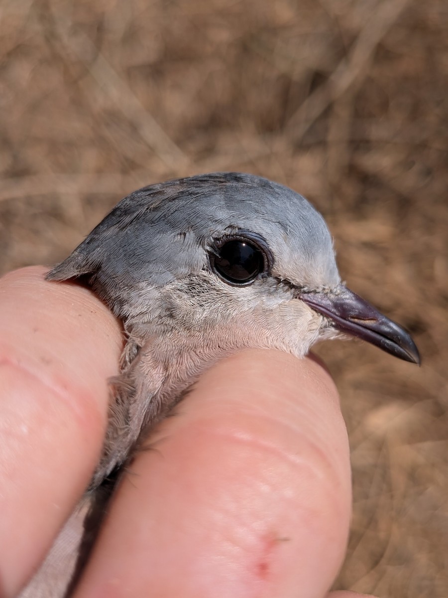 Emerald-spotted Wood-Dove - ML643982911