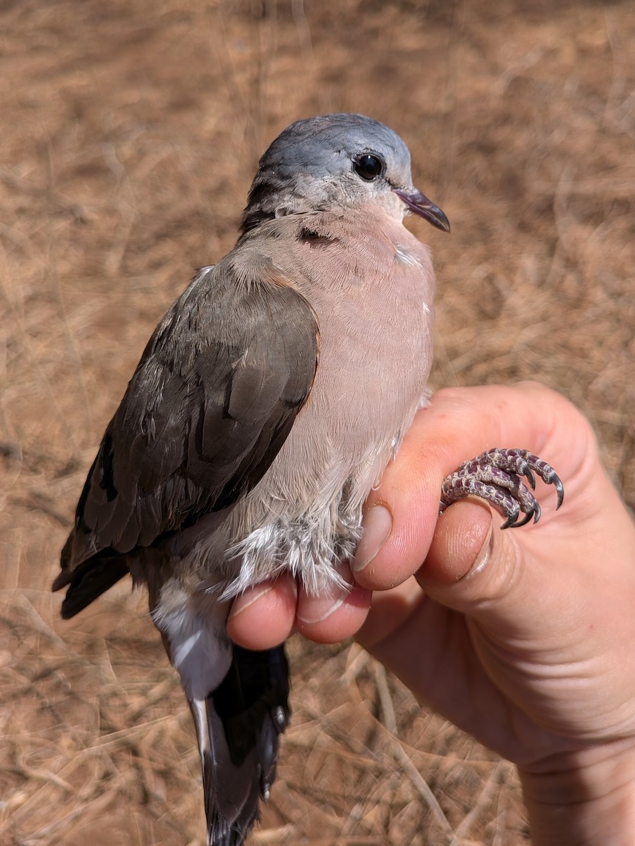 Emerald-spotted Wood-Dove - ML643982912