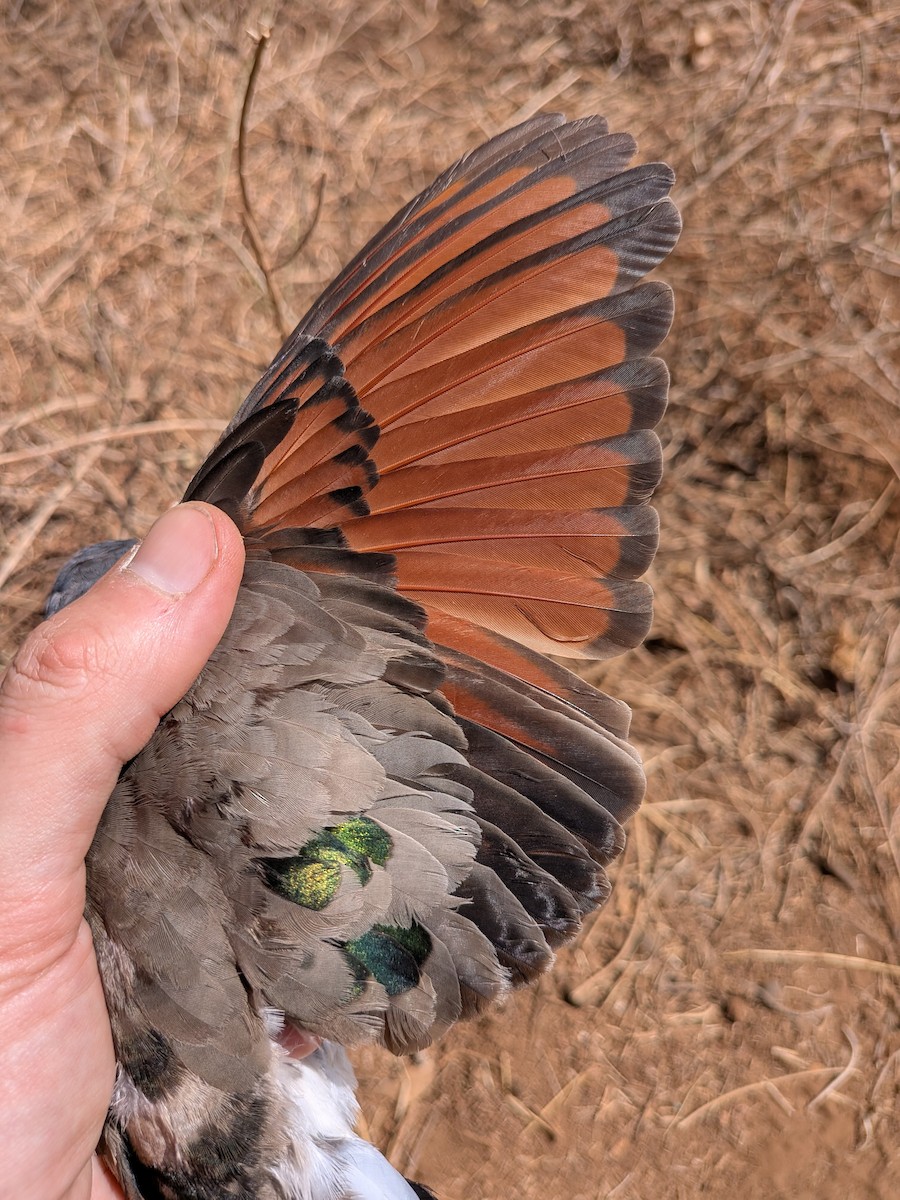 Emerald-spotted Wood-Dove - ML643982914