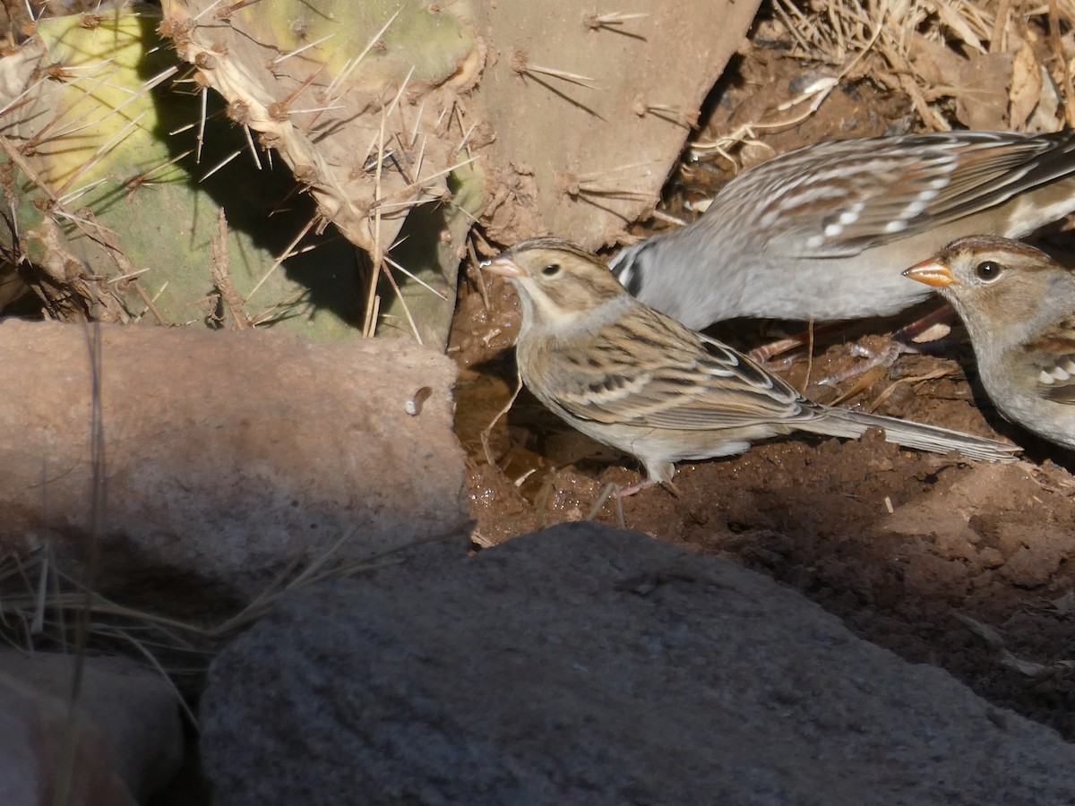 Clay-colored Sparrow - ML643982915