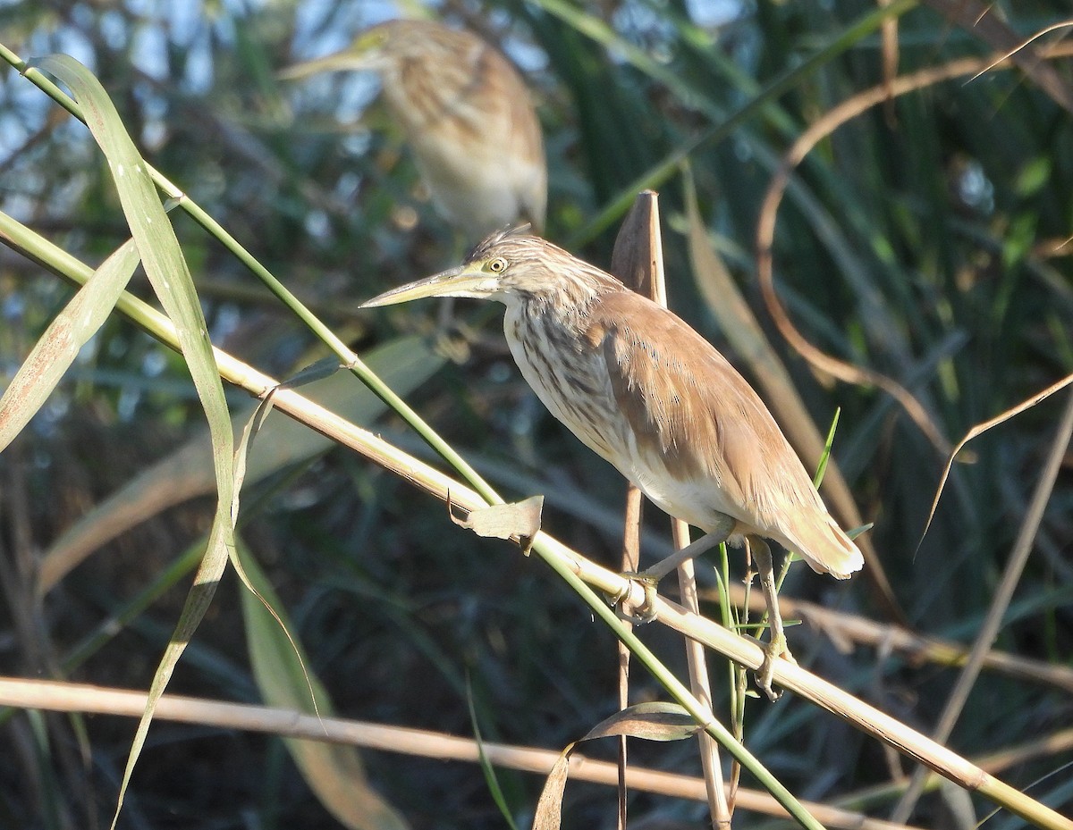 Squacco Heron - ML643982916
