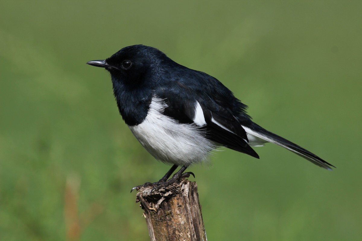 Oriental Magpie-Robin (Oriental) - ML643982918