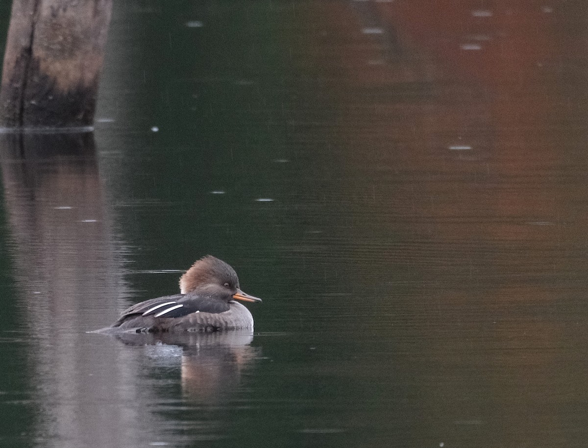 Hooded Merganser - ML643982919