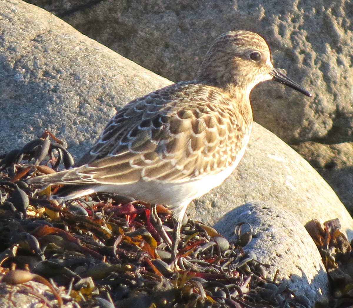 Baird's Sandpiper - ML643982920