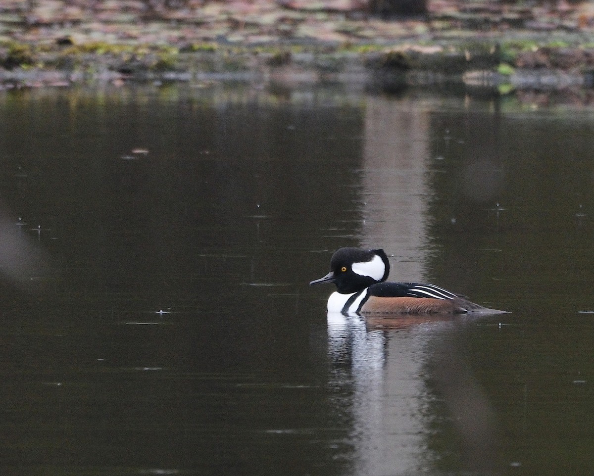 Hooded Merganser - ML643982921