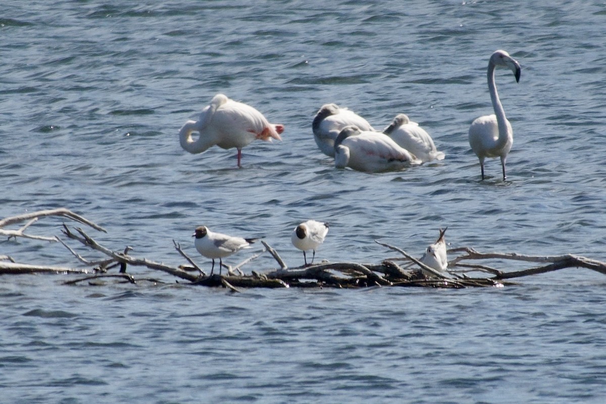 Black-headed Gull - ML643982923