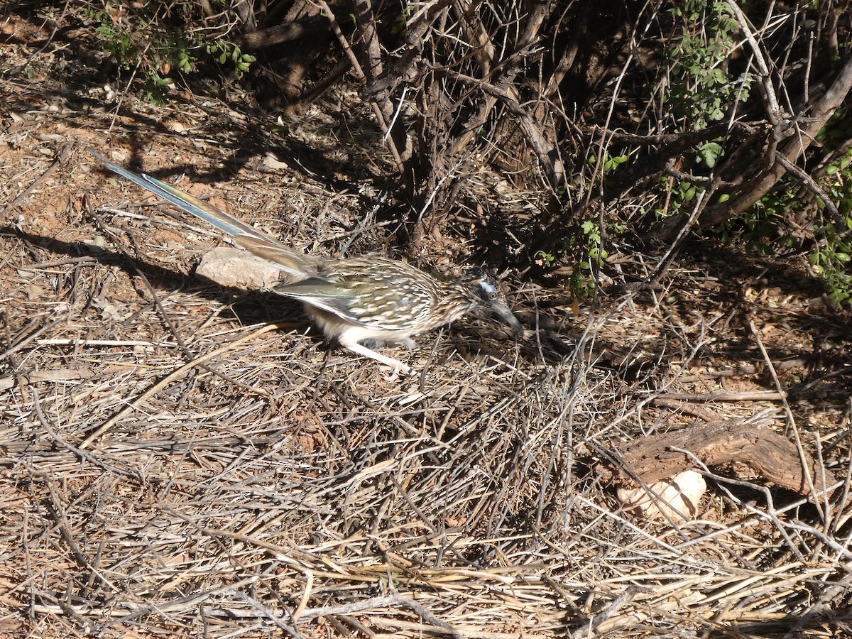 Greater Roadrunner - ML643982924