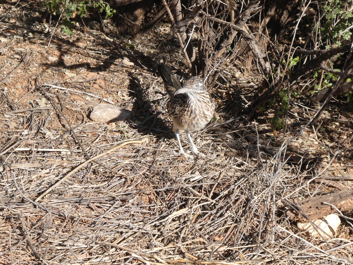 Greater Roadrunner - ML643982927