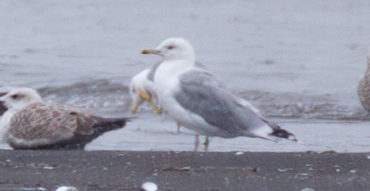 Lesser Black-backed Gull (fuscus) - ML643982928