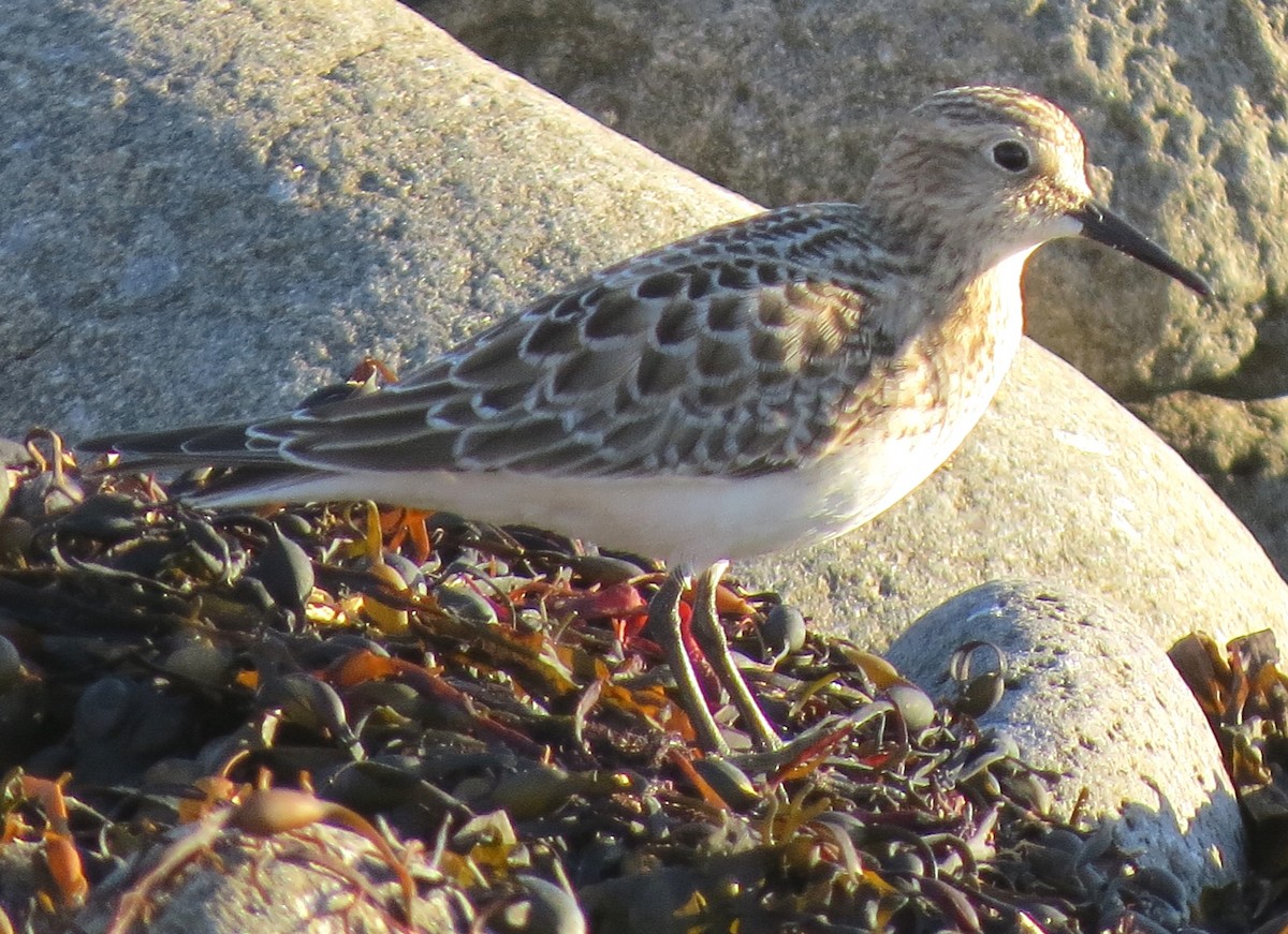 Baird's Sandpiper - ML643982929