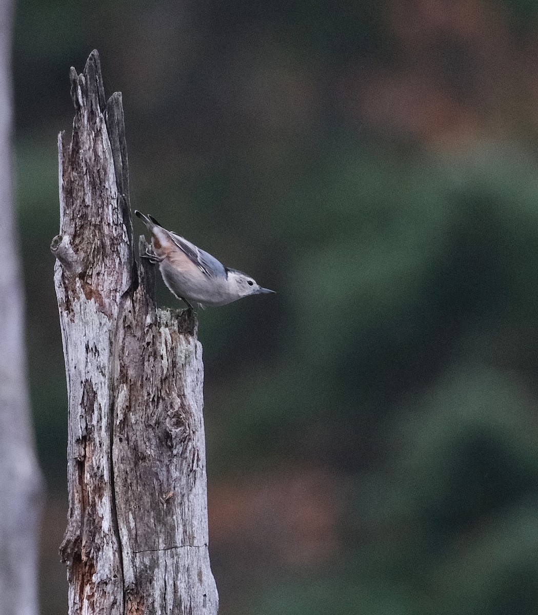 White-breasted Nuthatch - ML643982930