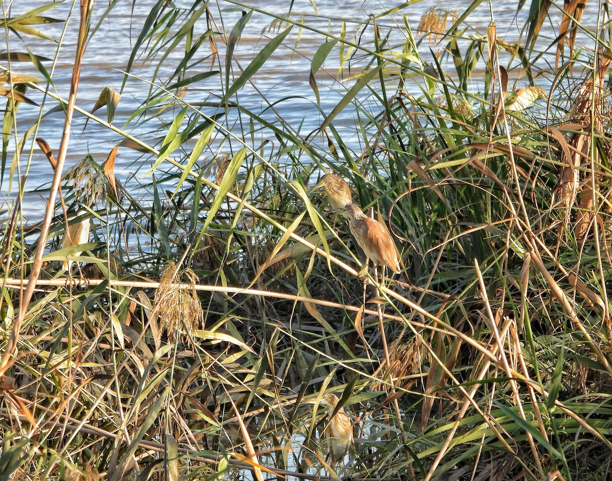Squacco Heron - ML643982931