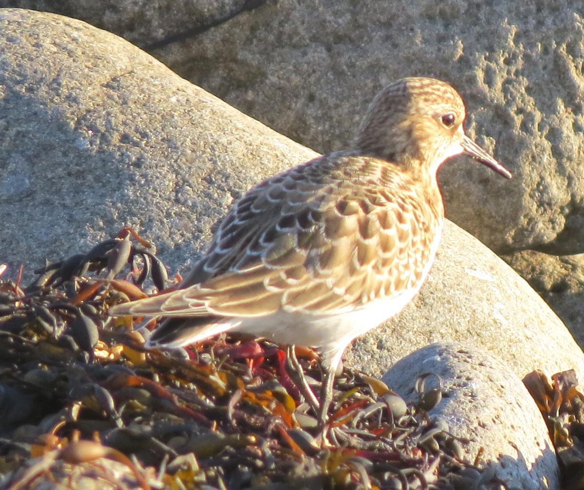 Baird's Sandpiper - ML643982932