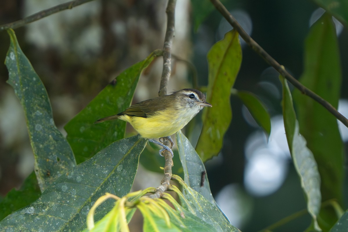 Brown-capped Vireo - ML643982934