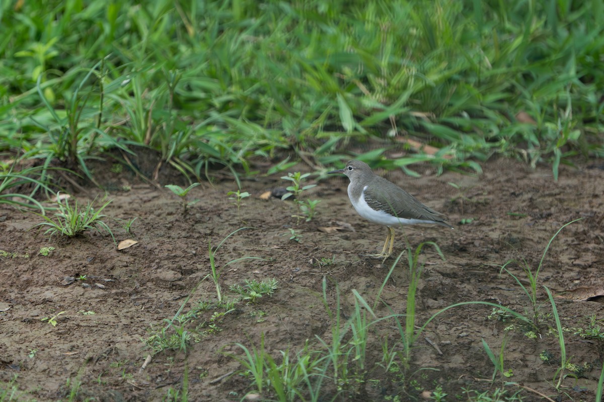 Spotted Sandpiper - ML643982937