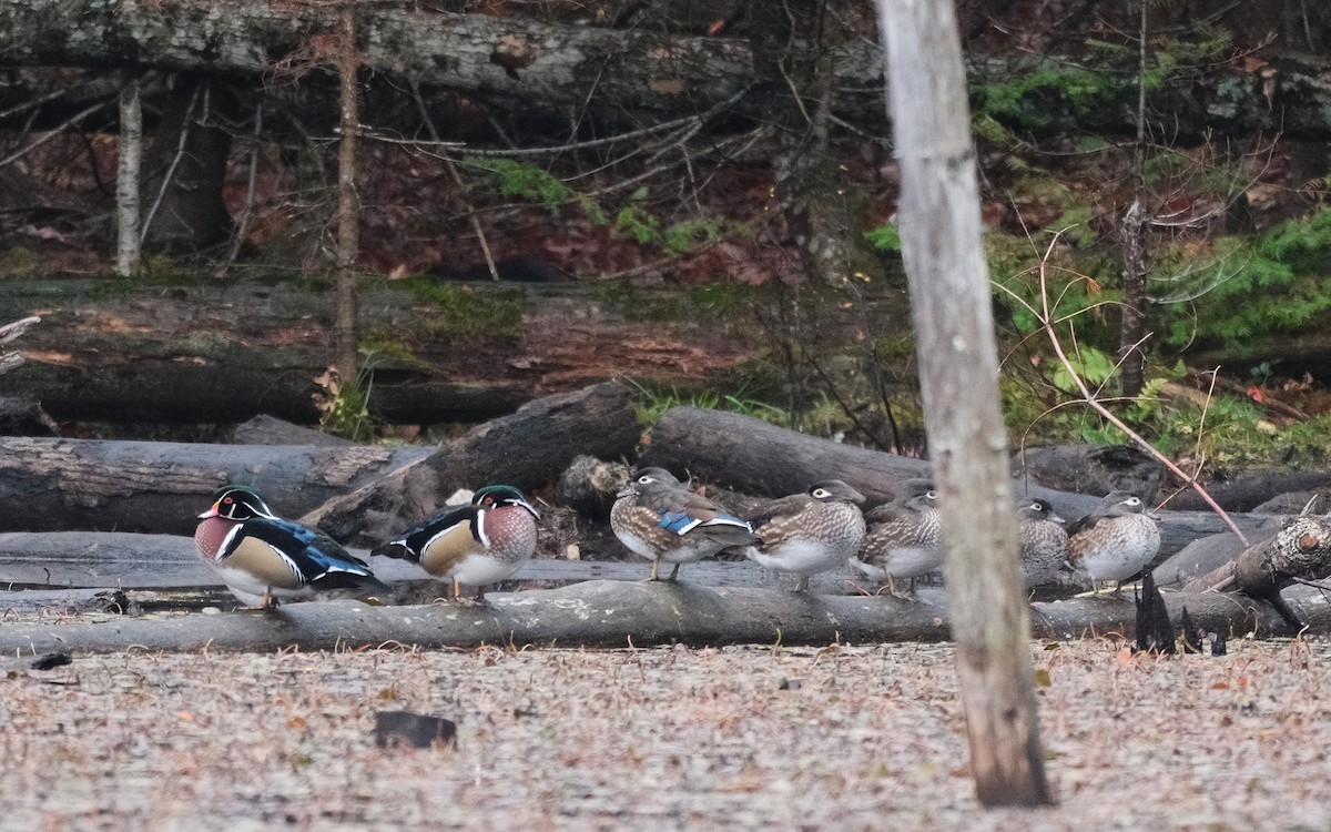 Wood Duck - ML643982938