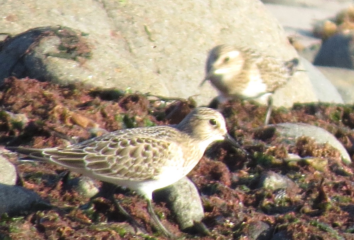 Baird's Sandpiper - ML643982940