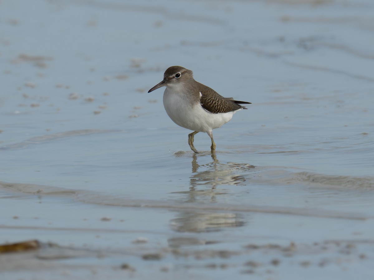 Spotted Sandpiper - ML643982942