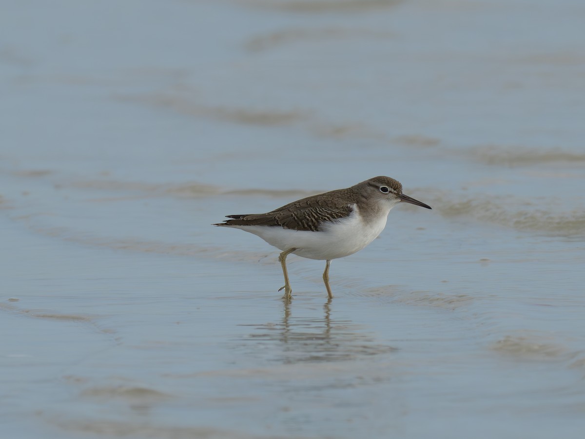 Spotted Sandpiper - ML643982943