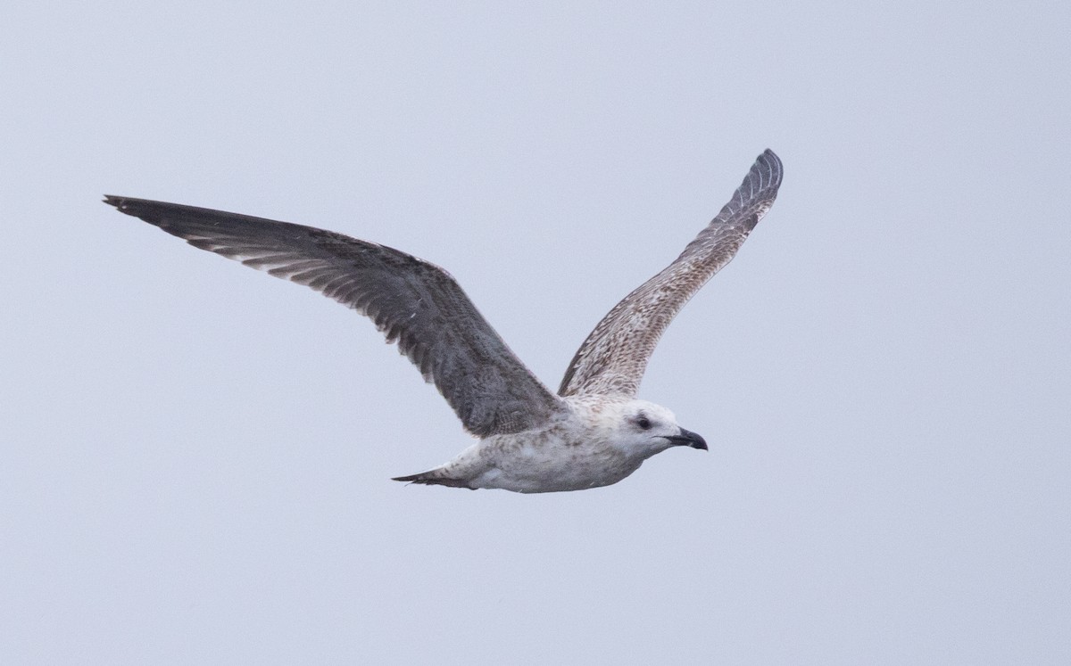Yellow-legged Gull - ML643982944