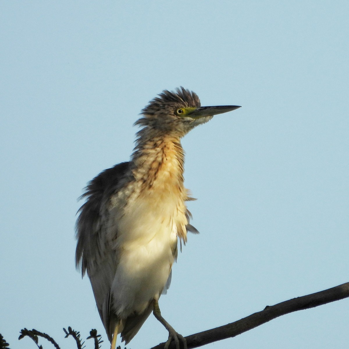 Squacco Heron - ML643982945