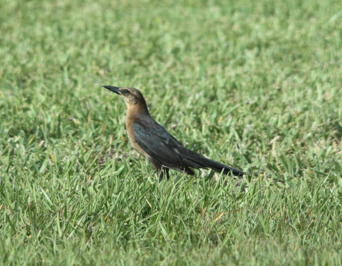 Boat-tailed Grackle - ML643982946