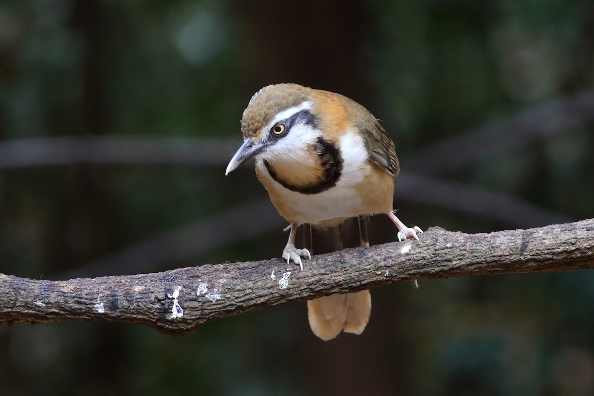 Lesser Necklaced Laughingthrush - ML643982947