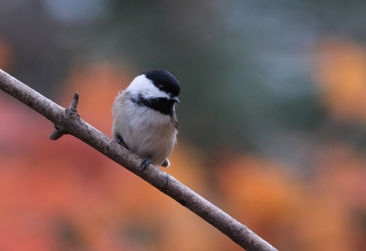 Black-capped Chickadee - ML643982948