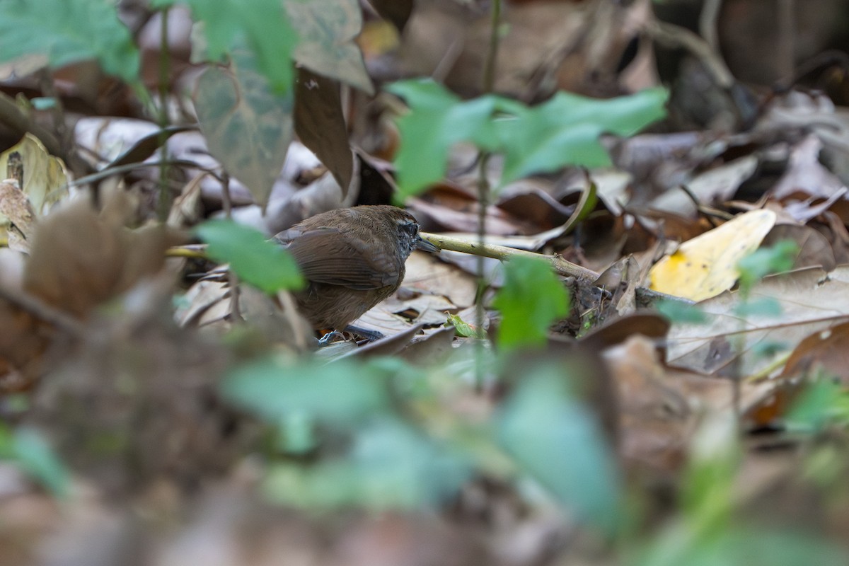Spot-breasted Wren - ML643982959