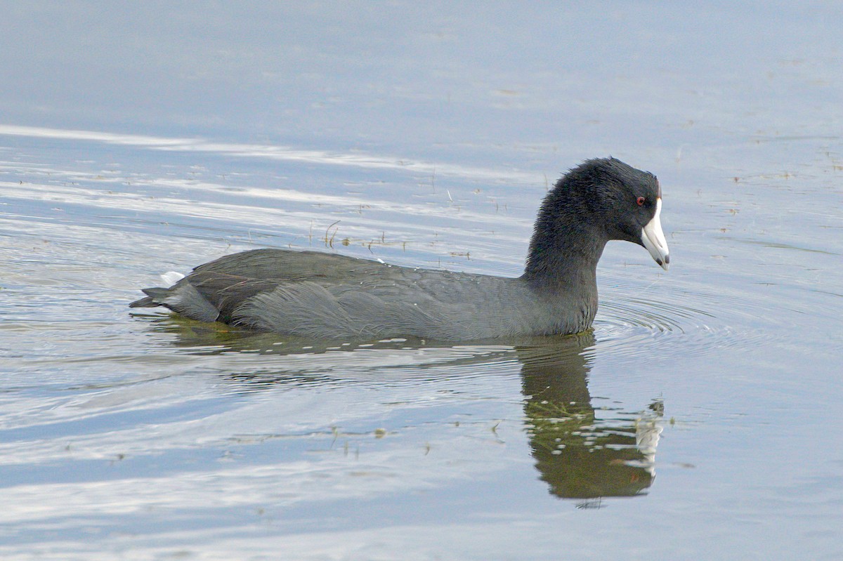 American Coot - ML643982964