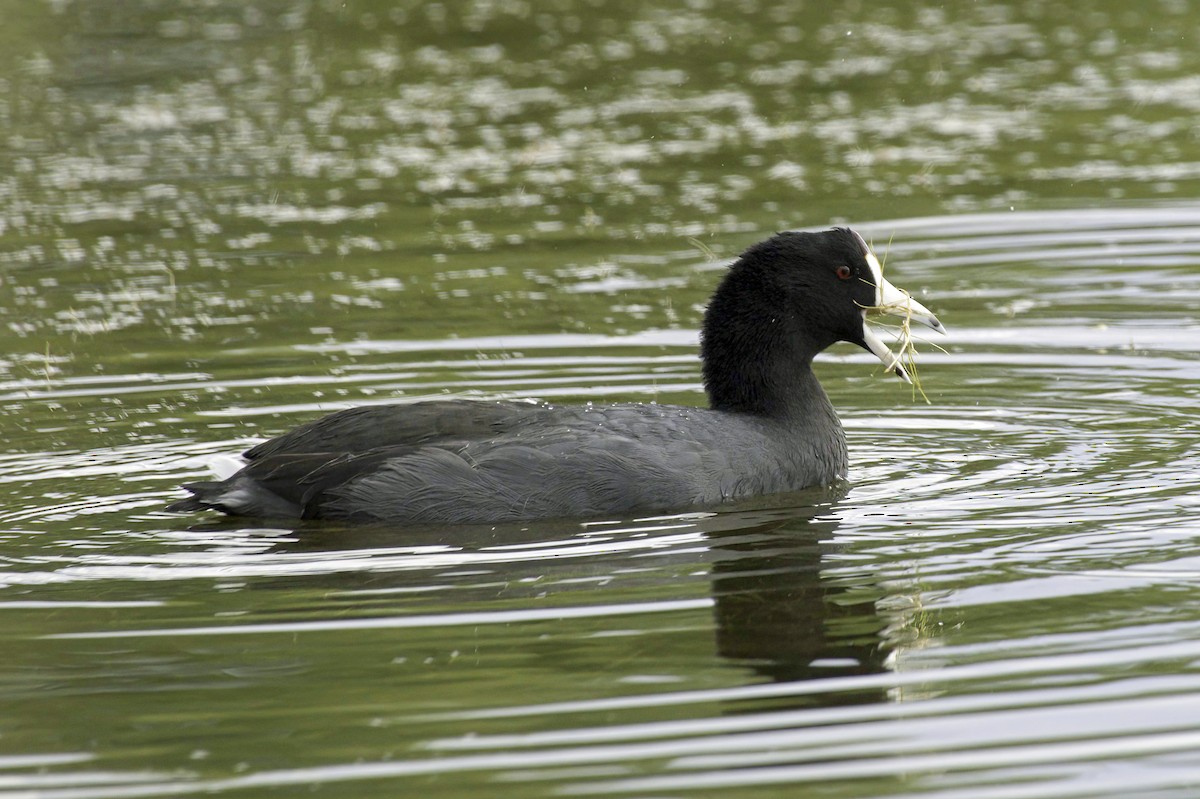 American Coot - ML643982966