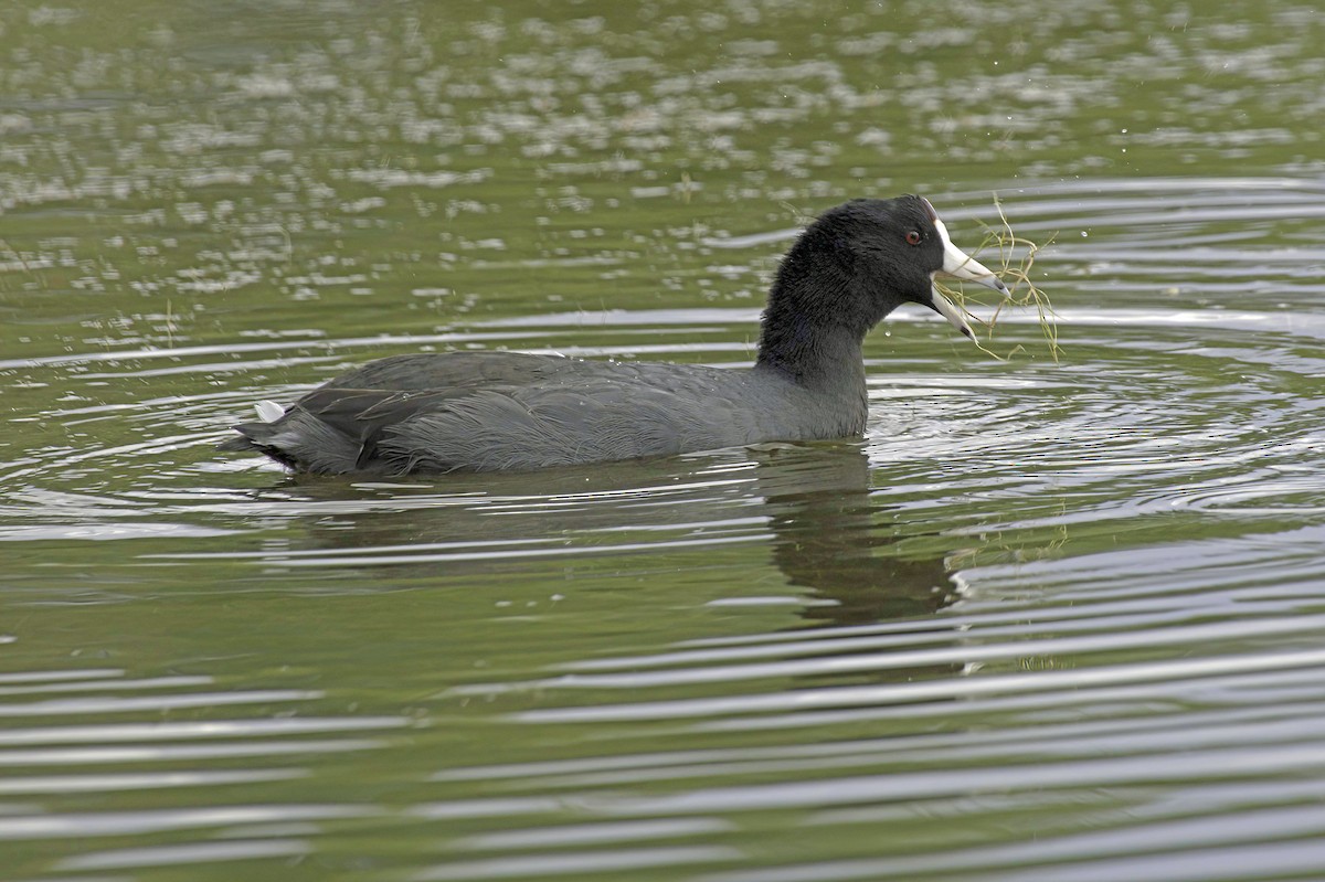 American Coot - ML643982968