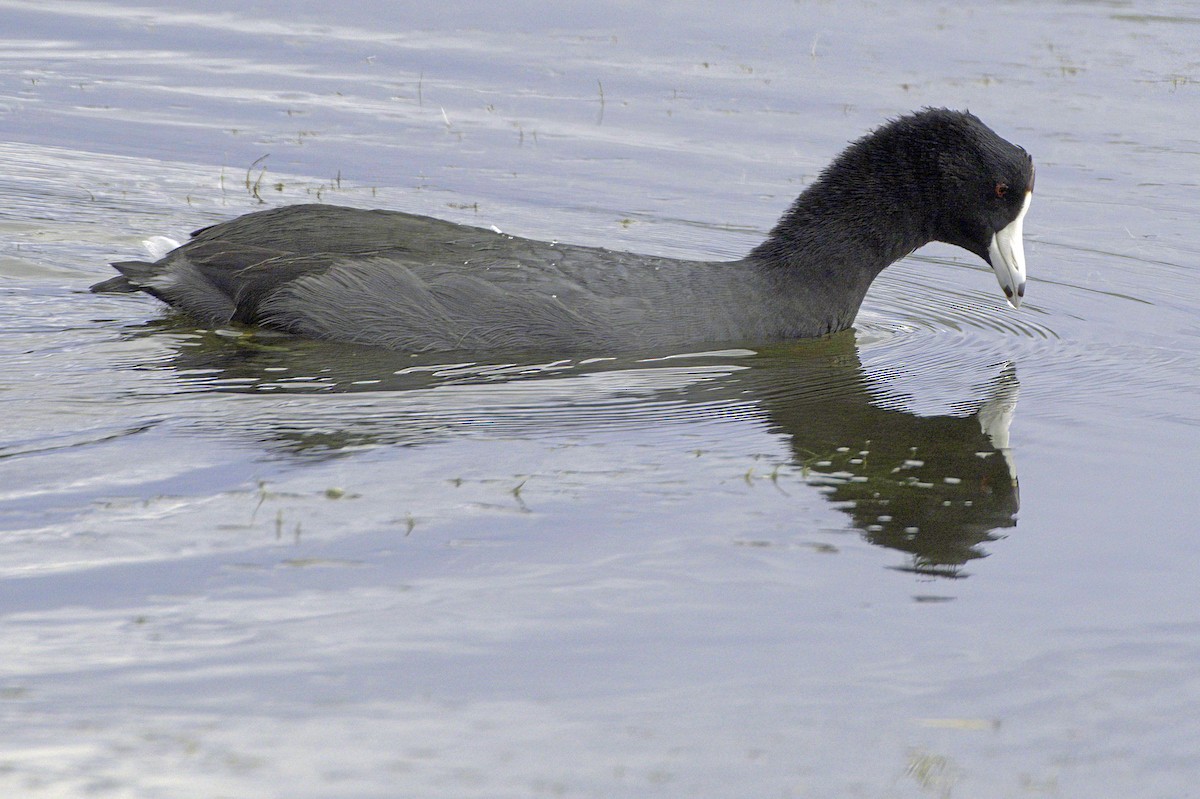 American Coot - ML643982969