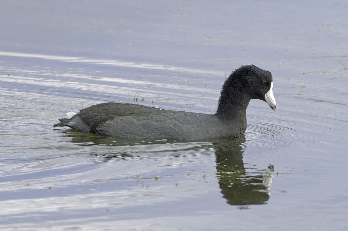 American Coot - ML643982970